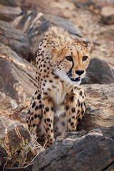 Cheetah