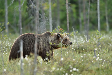 Brown bear walking between the trees. Male brown bear in bog.