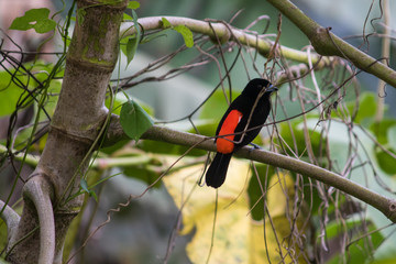 Tropical tanager bird in Costa Rican rainforest