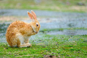 雨に濡れたうさぎ