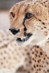 Cheetah