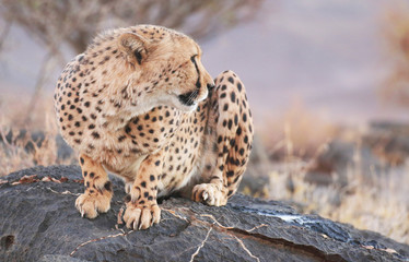 Cheetah