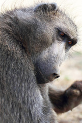 Chacma baboon