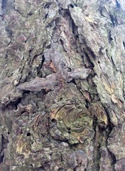 Just bark on a tree. Beautiful structural surface of the bark on different trees. Illustration for Banners Backgrounds Posters Screensavers or Cards.