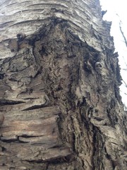 Just bark on a tree. Beautiful structural surface of the bark on different trees. Illustration for Banners Backgrounds Posters Screensavers or Cards.
