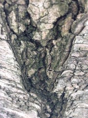 Just bark on a tree. Beautiful structural surface of the bark on different trees. Illustration for...