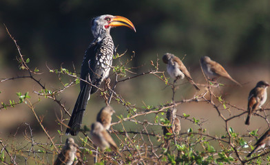 Southern yellow-billed hornbill