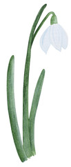 Watercolor white Galanthus (snowdrop) with leafs on white background