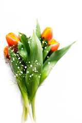 Blossoming tulips on a white background. Isolate, the concept of spring