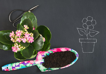 Spring gardening concept with pink calanchoe and tools on black board. Copy space. Top view.