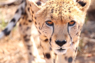 Cheetah