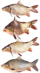 Fish carp