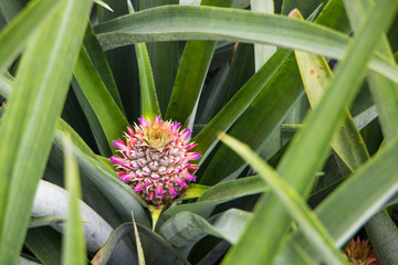 Obraz premium Young pineapple plant in pineapple farm