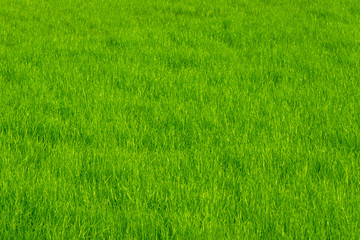 Obraz na płótnie Canvas Spring lawn with fresh green grass - natural background with copy space