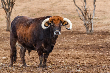 Buey en una granja, mirando de frente. Jiménez de Jamuz, León, España.