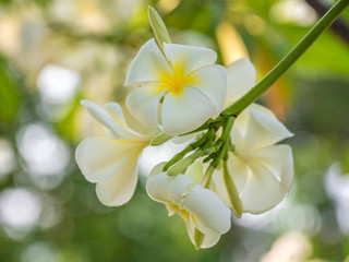 Close up of Plumeria or Leelawadee flower.