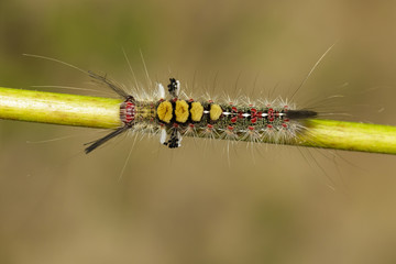 Image of worm on tree branch, A reptile that is common in nature Living under the ground Leaves and trees. Insect. Animal