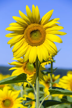 Sunflowers in the field in summer, close up