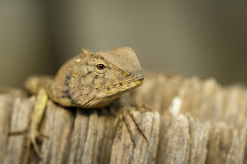 Image of brown chameleon on dry timber. Reptile. Animal.