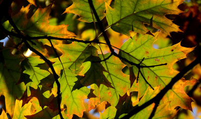 autumn, autumn leaves
