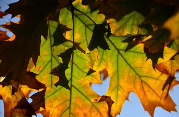 Naklejka na ściany i meble autumn, autumn leaves 