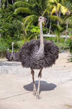 Beautiful big African ostrich in zoo