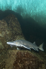 Freshwater fish Siberian Sturgeon, Acipenser baeri in the beautiful clean river. Underwater...