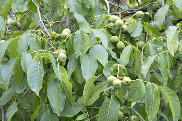 green walnut fruit on a young bright green tree