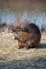 Coypu (Myocastor coypus) on the Elbe river