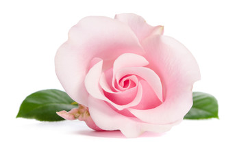 single bud of pink rose isolated on white background