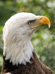 American Bald Eagle