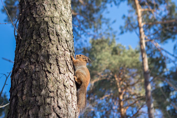 Fototapeta na wymiar Curious red squirrel peeking behind the tree trunk