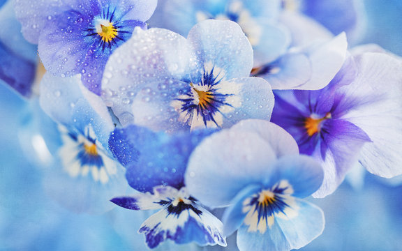 Fototapeta Photo of a beautiful purple pansy flowers close-up on a blue background. Beautiful and delicate flowers.