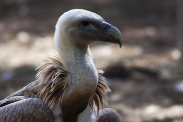 griffon vulture portrait