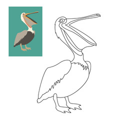 pelican vector illustration flat style coloring page