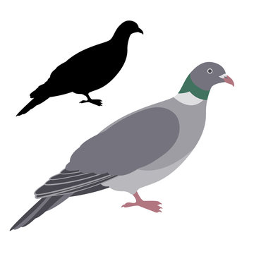 pigeon dove vector illustration flat style  silhouette