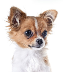 puppy chihuahua in studio