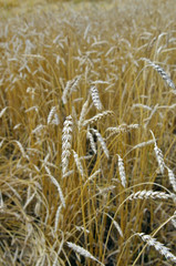 Wheat ear in the field