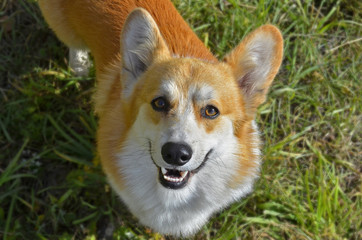 Red-haired dog on green grass