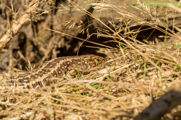 Basking lizard 3