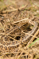 Curled camouflage 5