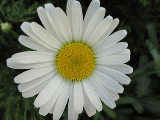 Obraz premium flower