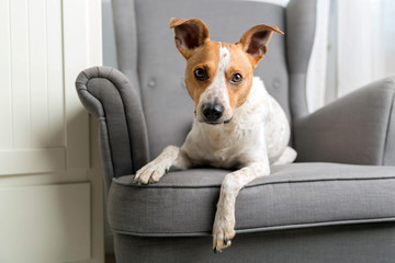 Cute dog on the armchair - obrazy, fototapety, plakaty
