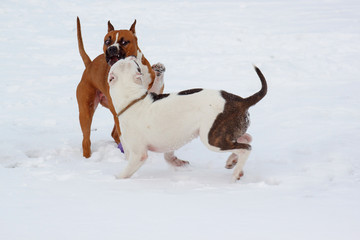Two american staffordshire terrier puppys are playing on a white snow. Seven month old.
