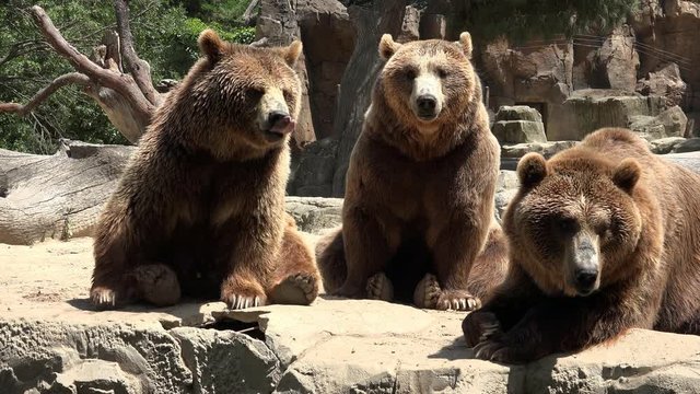 Family Of Brown Bears