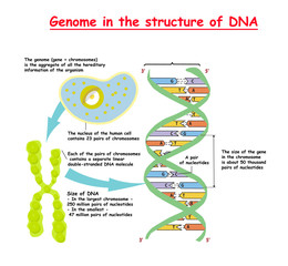 Obraz premium Genome in the structure of DNA. genome sequence. Telomere is a repeating sequence of double-stranded DNA located at the ends of chromosomes Nucleotide, Phosphate, Sugar, and bases. education vector