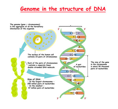Genome in the structure of DNA.  genome sequence. Telomere is a repeating sequence of double-stranded DNA located at the ends of chromosomes Nucleotide, Phosphate, Sugar, and bases. education vector