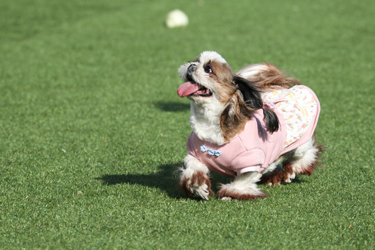 Fun puppies in a private playground
