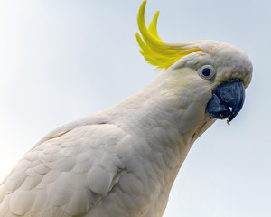 Sulphur-crested Cockatoo