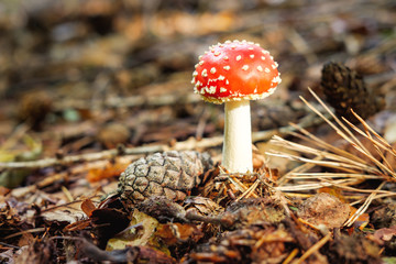 Fliegenpilz